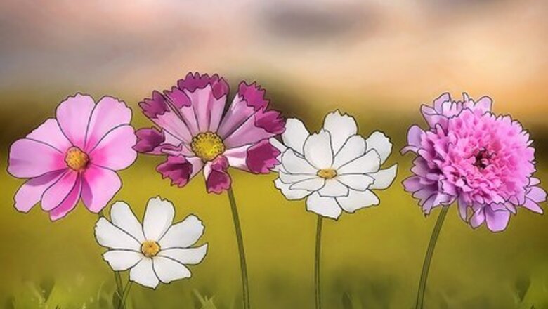 How to Grow Cosmos Flowers