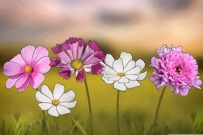 How to Grow Cosmos Flowers