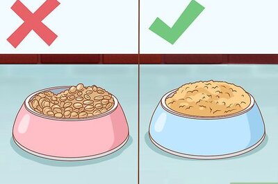 How to Feed a Cat with Kidney Problems