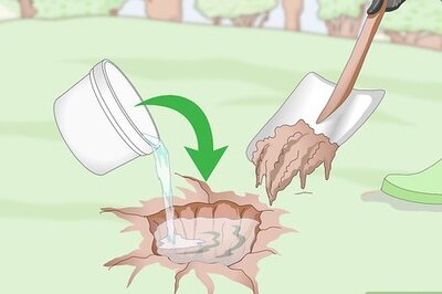 How to Prepare Soil for Fruit Trees