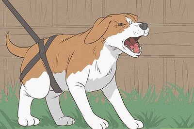 How to Save a Cat Attacked by Dogs