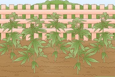 A Step-by-Step Guide to Growing Hydroponic Weed