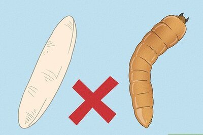 Why You Keep Seeing Maggots in Your Rice & How to Get Rid of Them