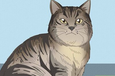 Is Your Cat Half Bobcat? Is that Even Possible?