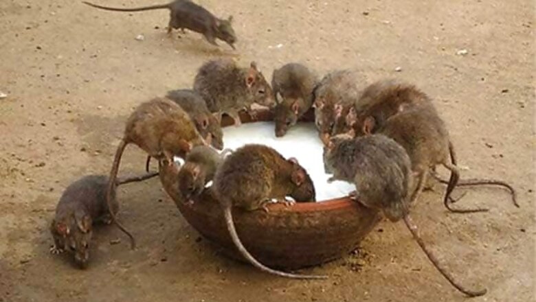 Rats use whiskers to navigate in the dark