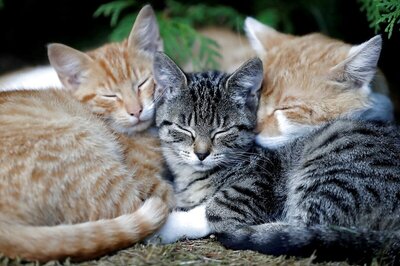 Scientists Find Evidence of Covid-19 Exposure in Household Cats and Dogs in Italy