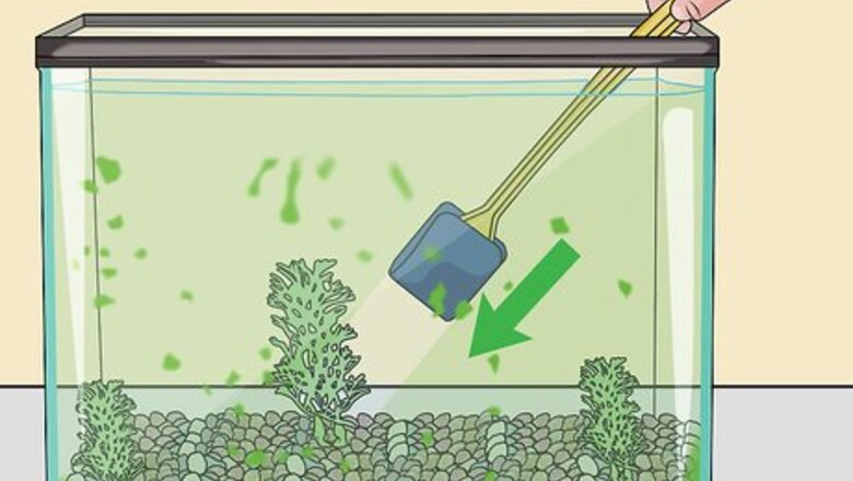 How to Clean Algae