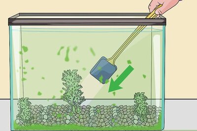 How to Clean Algae