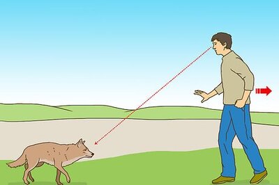 How to Act when Near a Coyote
