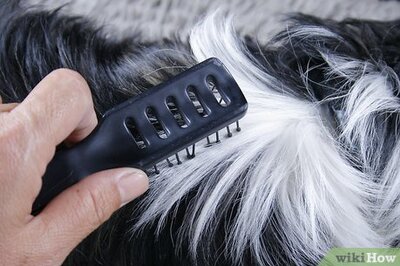 How to Maintain a Pet's Hair