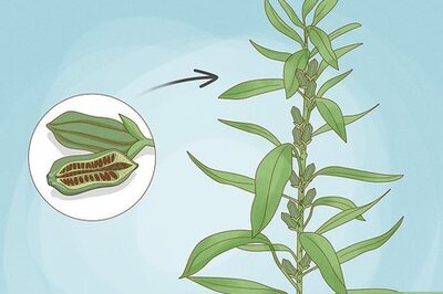 This is What Happens If You Plant a Sesame Seed