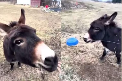 Watch: Donkey Gallops Towards Woman As She Greets Her By Name