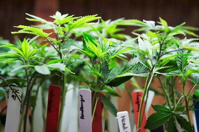 Cannabis Not Effective in Reducing Chronic Pain: Latest Study