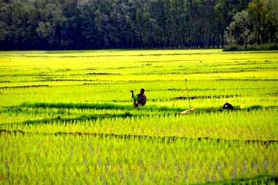 FCI, State Procurement Agencies Purchase 48.53 Lakh Tonne of Paddy So Far