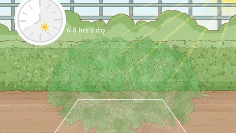 How to Plant a Shrub
