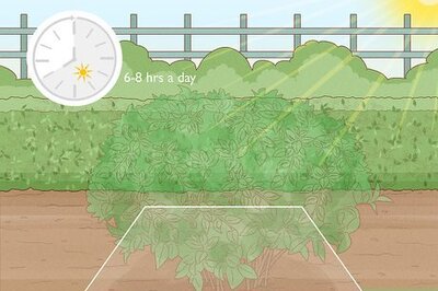 How to Plant a Shrub
