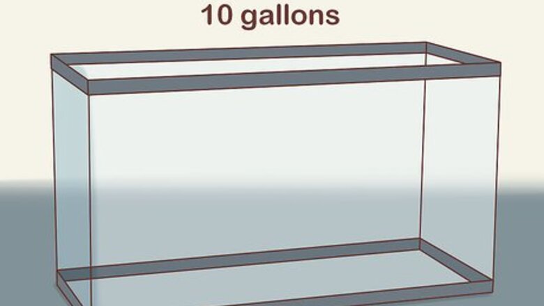 How to Find Compatible Tank Mates for Guppies