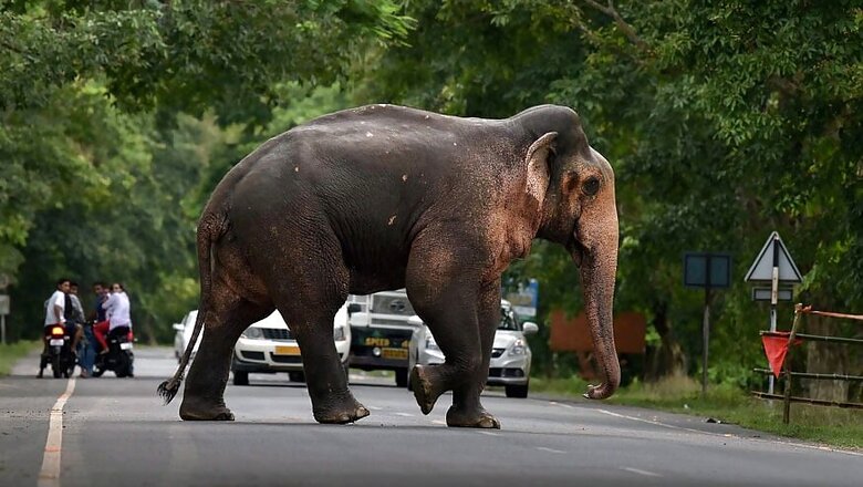 Missing Delhi Elephant Laxmi Found After Two Months; Mahout Detained