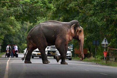 Missing Delhi Elephant Laxmi Found After Two Months; Mahout Detained