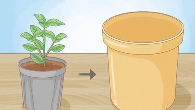 How to Raise Gardenias in Pots
