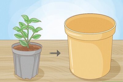 How to Raise Gardenias in Pots