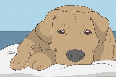 How to Get Rid of Dog Hiccups