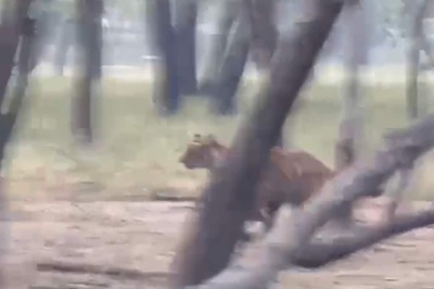 Internet In Awe Of Two Tigers Chasing Deer In Ranthambore National Park - Watch