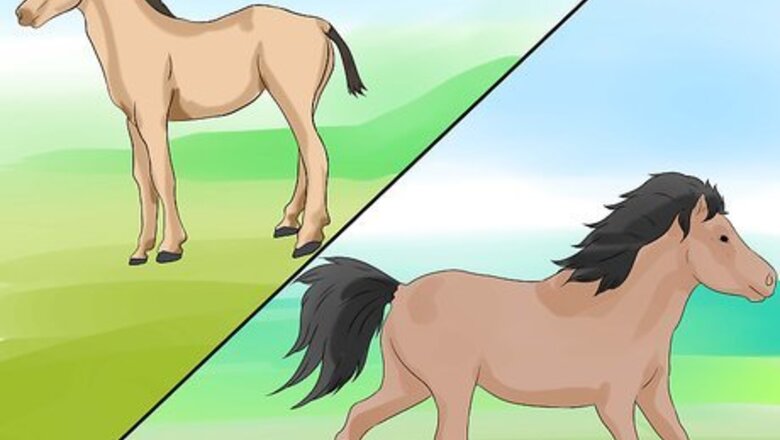 How to Tell a Horse from a Pony