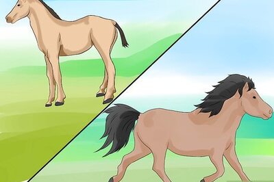 How to Tell a Horse from a Pony