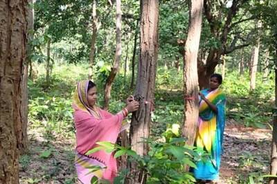 Women From Odisha Village Protect Forest Resources; 'Inspiration for Everyone' Says Officer
