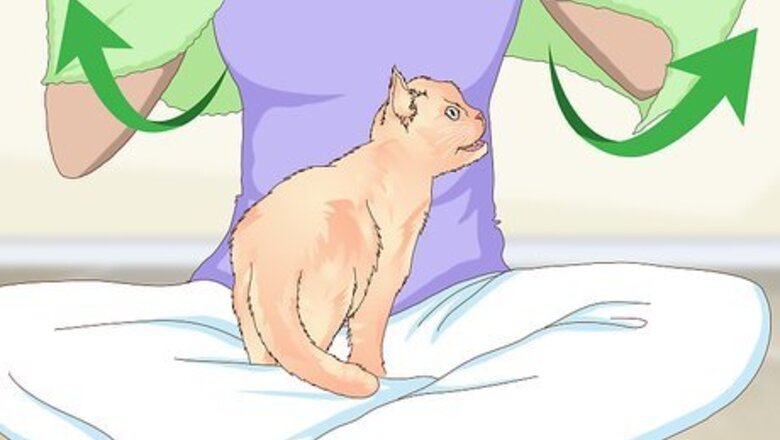 How to Manage Wool Sucking in Cats