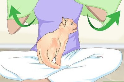 How to Manage Wool Sucking in Cats