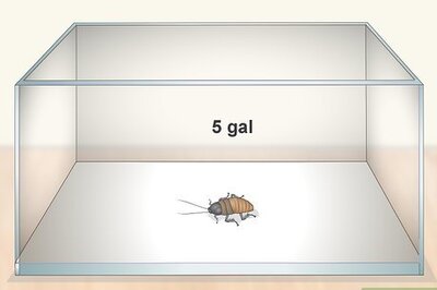 How to Care for a Madagascar Hissing Cockroach