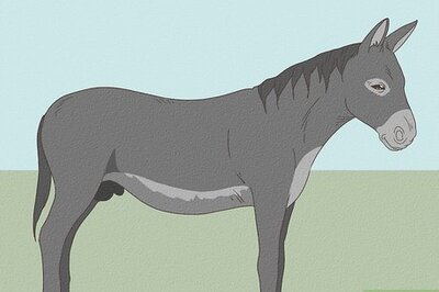 How to Care for a Donkey