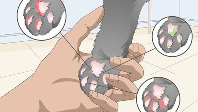 How to Clean Your Cat's Feet