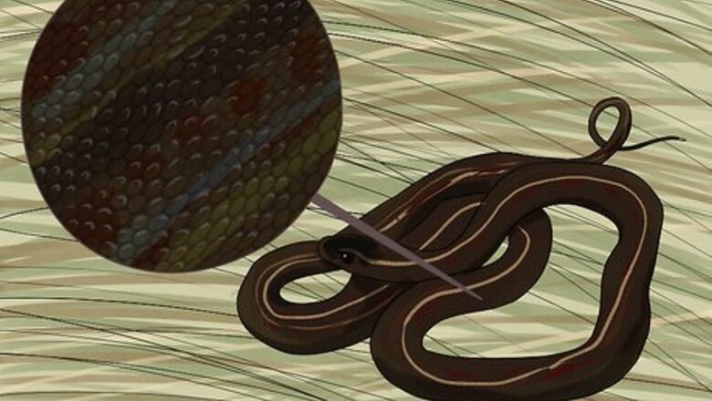 How to Find a Garter Snake