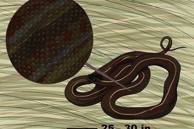 How to Find a Garter Snake