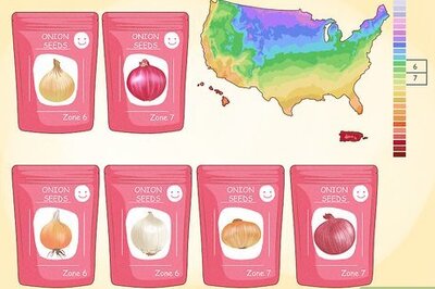 How to Grow Onions from Seed