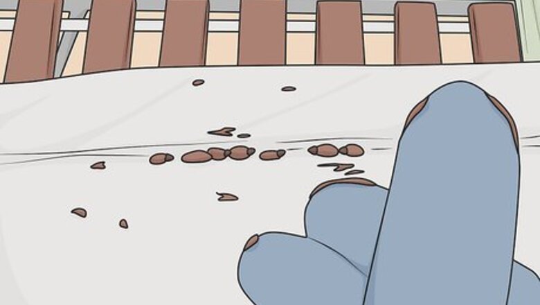 How to Check a Hotel Room for Bed Bugs