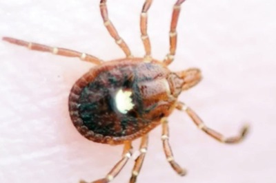 A Lone Tick Can Kill! A Rare Heartland Virus is Spreading in US, But What is It? Explained