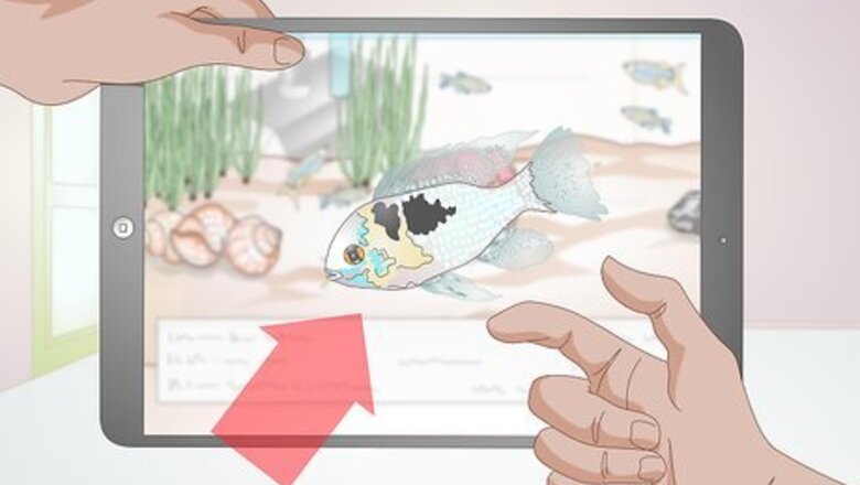 How to Keep German Blue Ram Cichlids