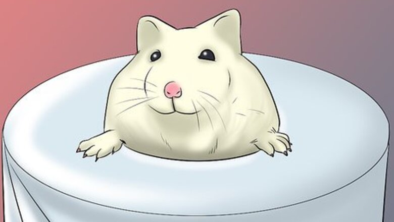 How to Have a Good Time With Your Hamster