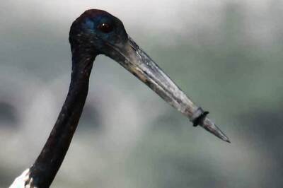 Stork With Beak Shut by Plastic Ring, Unable to Eat for a Week, Rescued in Delhi