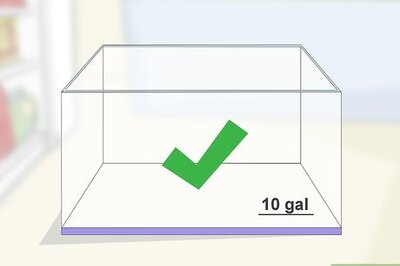 How to Care for an Aquatic Newt