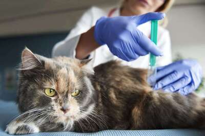 Sterilization: A Preventative Measure for a Longer, Happier Life for Your Pet