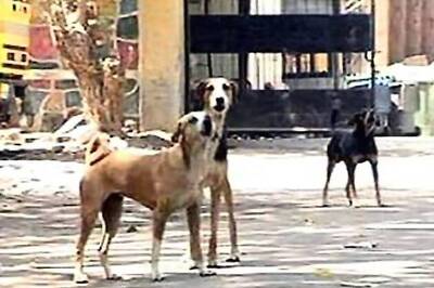Delhi: Police rescue 26 stray dogs from Vasant Kunj house