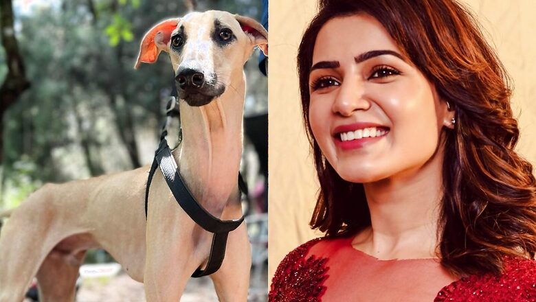 Samantha Ruth Prabhu Gets ‘Supermodel Feels’ from THIS Pooch; Varun Dhawan Terms the Pet A ‘Stunner’