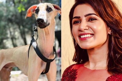 Samantha Ruth Prabhu Gets ‘Supermodel Feels’ from THIS Pooch; Varun Dhawan Terms the Pet A ‘Stunner’