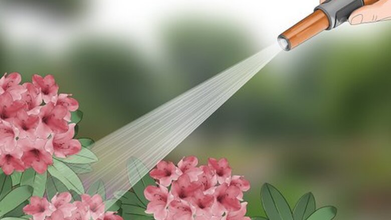 How to Control Lace Bugs in Your Flower Garden