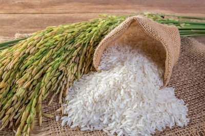 Opinion | Skewed Nehruvian Policies Kept India Hooked on Rice And Wheat